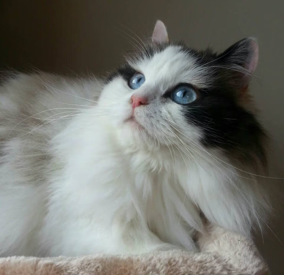 开云平台-蓝衣铁骑踏破布达佩斯，布罗佐维奇导演2026世界杯H组最强对话，意大利完胜匈牙利